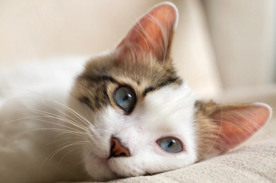 Eight more interesting cat facts that you probably don’t know
