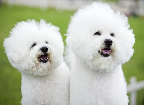 Common skin and coat problems in the Bichon Frise dog breed