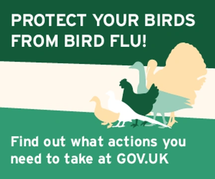 What is a bird flu?