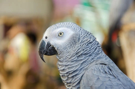 Important changes to the CITES regulations for Timneh and African grey parrots