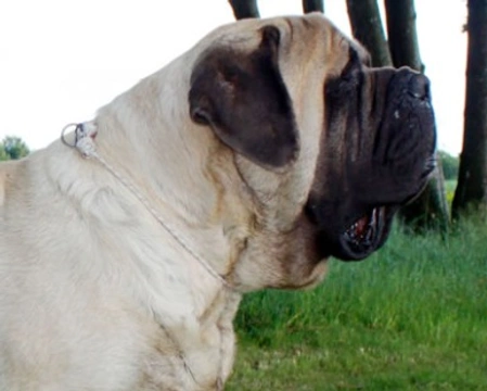 Il Mastiff ovvero Old English Mastiff, carattere e morfologia