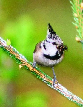 SÝKORA PARUKÁŘKA - Parus cristatus