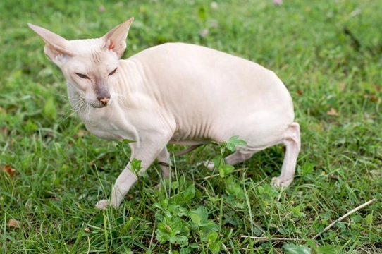 The Delightful Peterbald – An Extraordinary Hairless Cat
