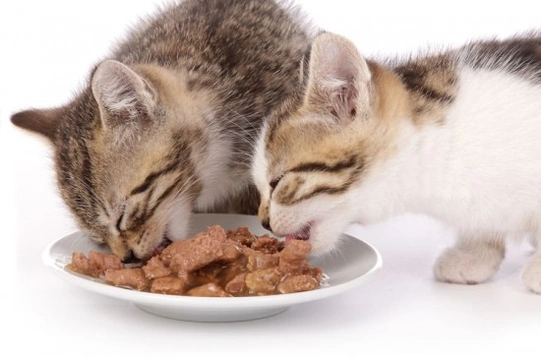 Weaning kittens store to solid food