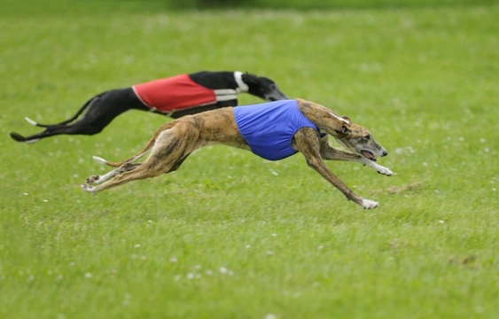Lure coursing for sighthounds