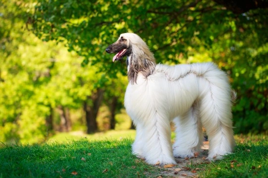 Longevity, health and care considerations for the Afghan hound