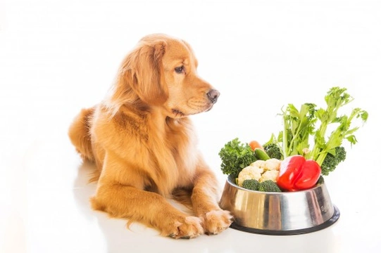 Is vegan dog shop food bad for dogs