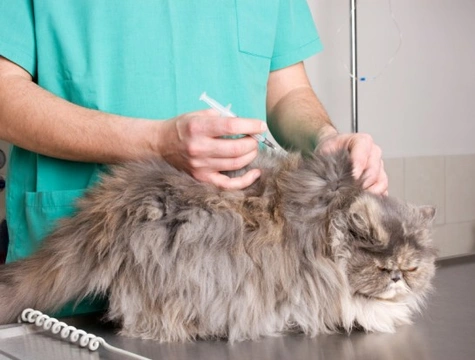 Diabetes Mellitus in Cats