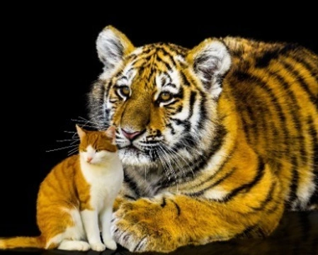Gatti e tigri: somiglianze e differenze