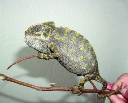 Chamaeleo chamaeleon – Chameleon obecný