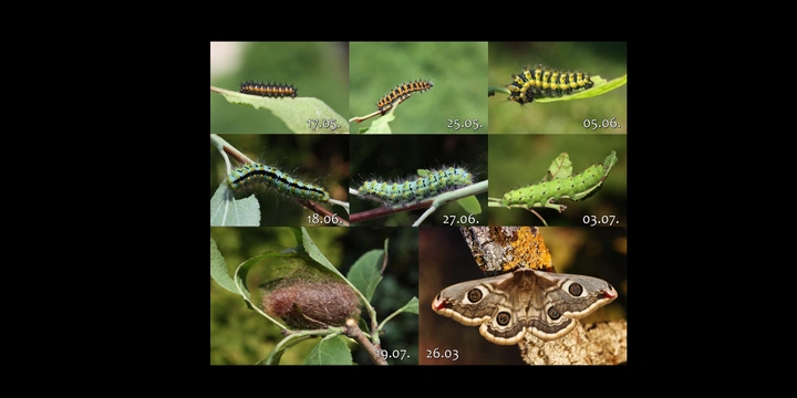 Okáň menší – Saturnia pavonia