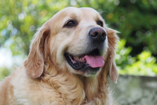 Five potential complications of diabetes in dogs