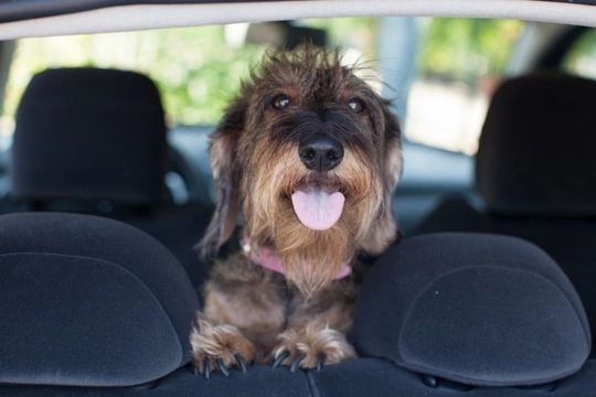 What to look for when buying a new car with your dog in mind