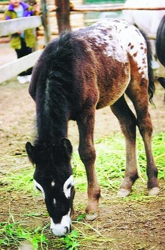 Výživa a krmení hříbat