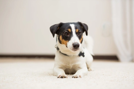 How and why to teach your dog to use a settle mat