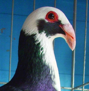 Nejznámější holubi 18 Norimberská bagdeta