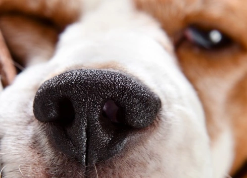 Can dogs lose their sense of smell?
