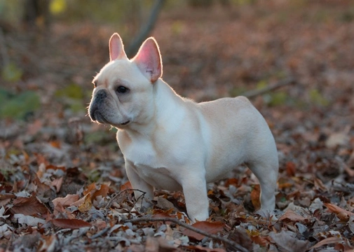 What to expect from your French bulldog puppy’s dental development