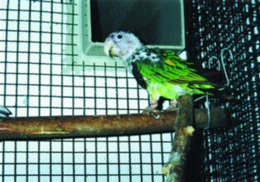 Papoušek kapský - Poicephalus robustus