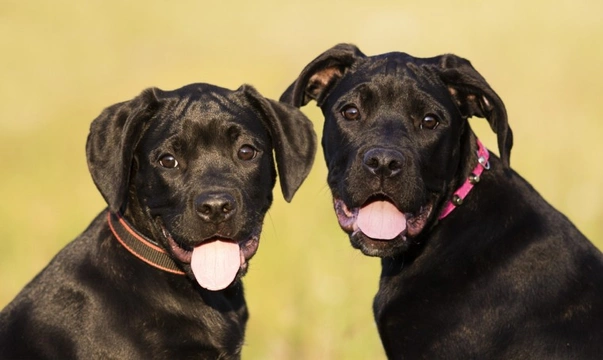 Buying a cane store corso