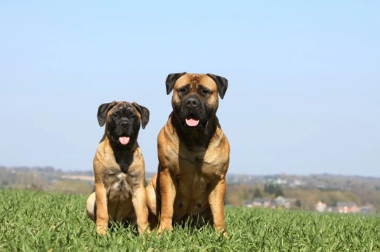 Some frequently asked questions about the bullmastiff dog breed