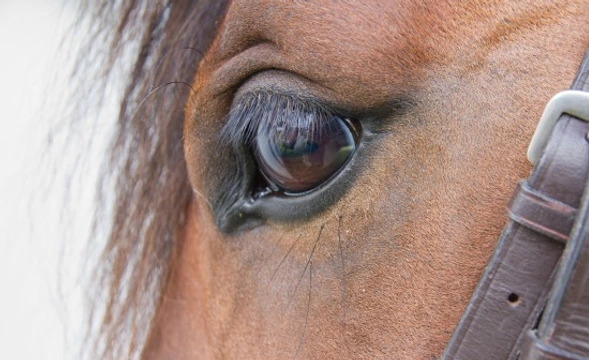 Recognising Eye Problems in Horses