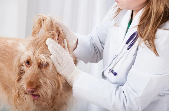 7 Tips to Help Dogs with Ear Problems