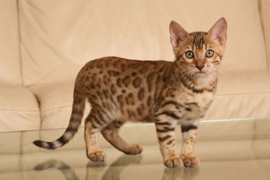 Is the Bengal the Cat for You?