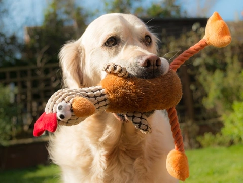 Does your dog shake his toys about?