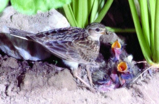 Pták roku 2005 – Skřivan polní