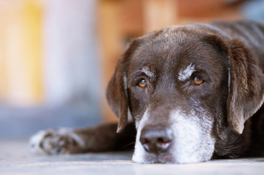 What is “old dog syndrome” or vestibular syndrome in dogs?