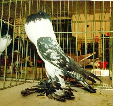 Představujeme okrasné holuby – hanácké voláče