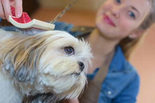 Washing a best sale dog's face