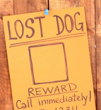 Tips for Finding a Lost Pet