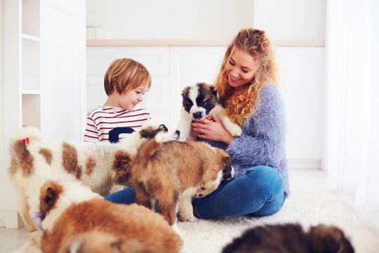 Planning puppy viewings: Hygiene and good practice