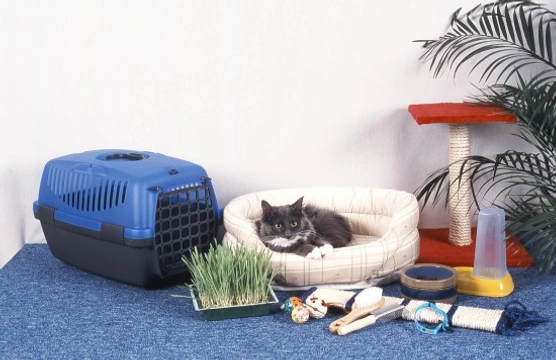 Cat food, water, bed and litter tray locations and considerations