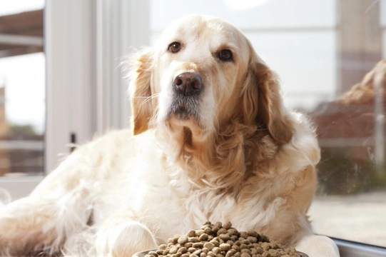 Five canine health conditions that can be helped or hindered by their food
