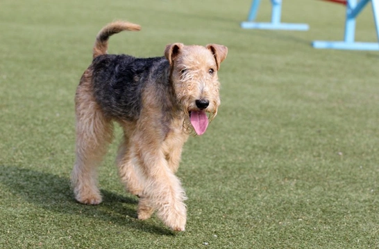 Five great reasons to get your dog fit
