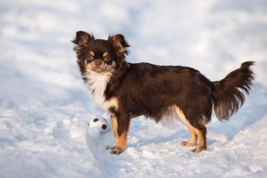 Tips on How to Walk Your Dog Safely in the Snow