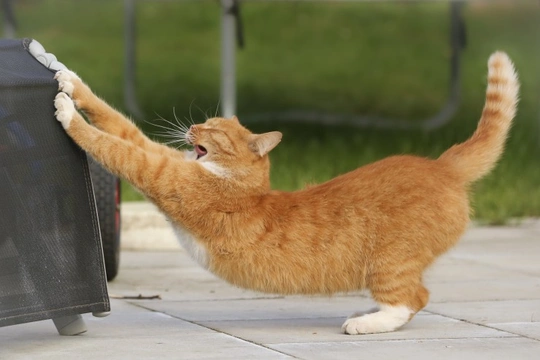 What makes cats so lithe and flexible?