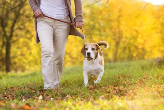 Five changes to make to your dog walks in September