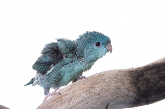 The Lineolated Parakeet (Linnies)