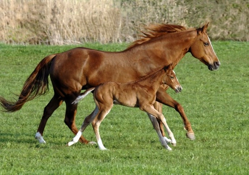 Research Shows Foals Do Learn From their Mothers