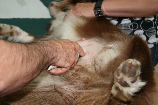 Mammary gland cysts in dogs