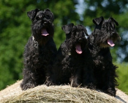 Il cane Schnauzer nano nero: differenze con lo Schnauzer medio