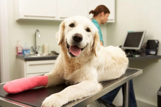 Joint Injuries in Dogs