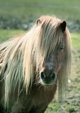 Jak vybrat pravého shetlandského poníka?