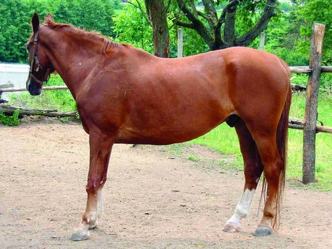 Koňský domácí lékař 29: Kůň se nechce hýbat
