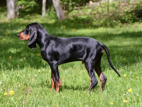 More information on the black and tan Coonhound