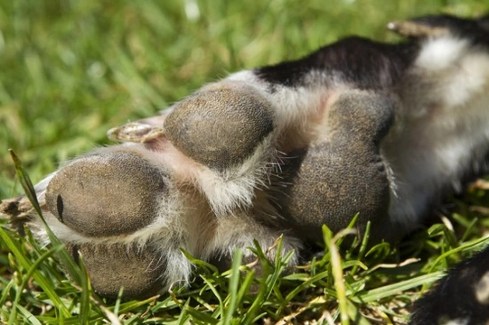 Greyhound clearance paw pads